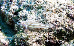 Bridled Goby - Paradise Reef, Cozumel - Nikon 5400 in Ike... by James Ridgway 